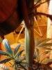 Crimped FI stem. 2 days ago. 10-13.jpg