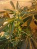 Bluecheese picking up. dosed x P3. 10-14.jpg