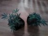 P3 dosed (Grape God) on left. Pure Kush on right. 10-16.jpg