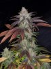 CognacKush4_Day48_Harvest-10.jpg