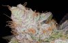 CognacKush4_Day48_Harvest-6.jpg