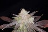 CognacKush4_Day48_Harvest-5.jpg