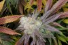 CognacKush4_Day48_Harvest-4.jpg