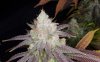 CognacKush4_Day48_Harvest-3.jpg