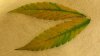 Yellow green leaf 2.jpg