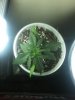 grow frow 021.jpg
