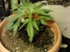 Jack The Ripper #1 1st day flowering. 10-23.jpg