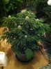 Northern Lights week 9 30 days into flower.jpg