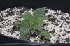 Day 13 Plant 2.jpg