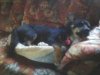 Dozer dozing.jpg