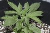 Day 18 Plant 3.jpg