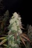 Z7_Harvest-1.jpg