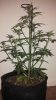 Trans_Siberian_autoflower_1side.jpg