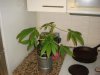 DSC01446.jpg