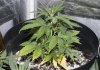 Day 26 Plant 3.jpg