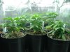 4 weeks from seed001.jpg