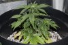 Day 27 Plant 2.jpg