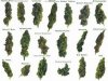weed-types-300x225.jpg