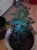 JTR#2. replanted. 11-13.jpg
