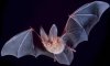 Big-eared-townsend-fledermaus.jpg