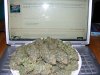 Strawberry Cough 2013_11170006.jpg