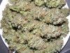 Strawberry Cough 2013_11170003.jpg