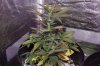 Day 34 Plant 3.jpg