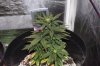 Day 35 Plant 2.jpg