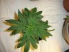 CFL FIRST TIME EXPERIMENT MEDICINAL 088.jpg