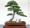 bonsai-17.jpg