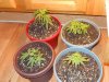 BC Kush clones tri-leaf 001.jpg