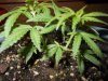 BC Kush clones tri-leaf 002.jpg