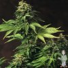 th-akorn-aka-snowbud-feminised-seeds_500.jpg