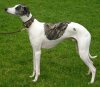 1191991463whippet.jpg