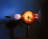 bullet-apple-harold+edgerton,+1964s.jpg