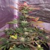 Day 48 Plant 3.jpg