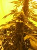 White widow 078.jpg