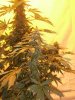 White widow 073.jpg