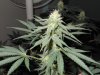 4 weeks flower 003.jpg