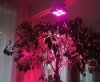 Apollo 4 LED grow light application 01.jpg