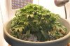 plant1-Day28f.jpg