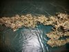 Dec 13 Sour Diesel 002.jpg