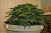 plant1-Day36a.jpg