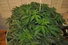 plant1-Day36e.jpg