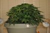 plant1-Day36g.jpg