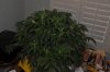 plant1-Day41a.jpg