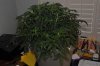 plant1-Day41b.jpg