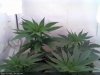 White Widow-Sprout2013-12-18_05.16.44.jpg