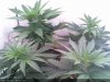 White Widow-Sprout2013-12-21_03.17.39.jpg