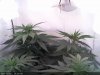 White Widow-Sprout2013-12-23_15.18.26.jpg